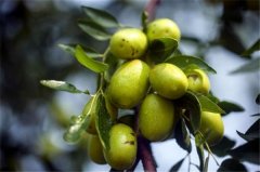 青枣图片 青枣树图片 目前最好的大青枣品种