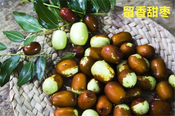 青枣图片 青枣树图片 目前最好的大青枣品种