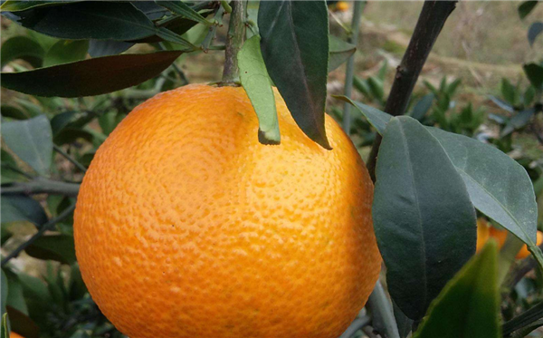 丑橘多少钱一斤 丑橘的价格是多少