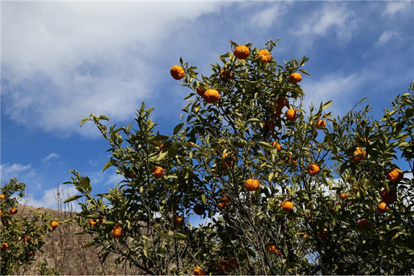 丑橘什么时候成熟上市 丑橘在年初2-3月份上市