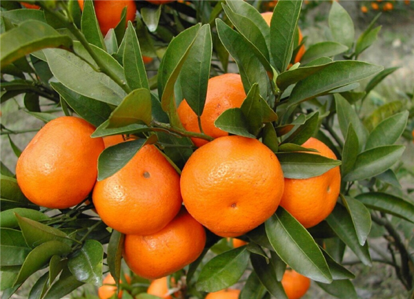 目前最好的柑橘品种，明日见品种是最好最有潜力