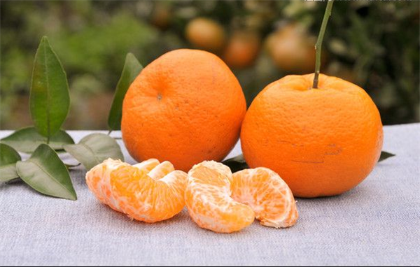 目前最好的柑橘品种，明日见品种是最好最有潜力
