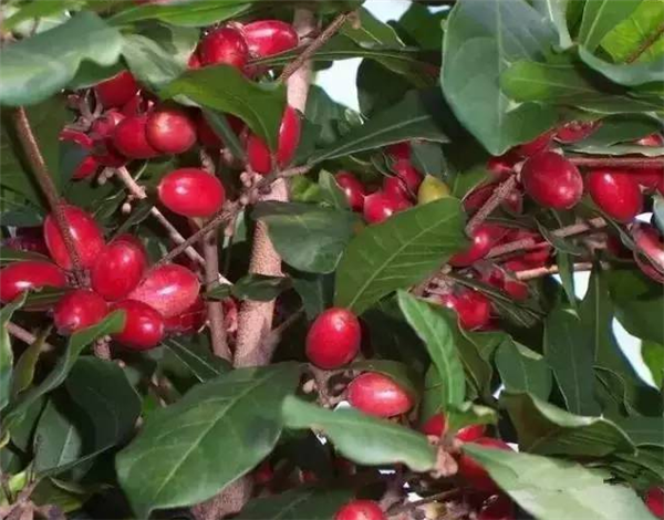 神秘果种植条件，选园地控温湿很重要