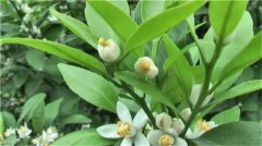 砂糖橘几月开花结果 砂糖橘开花结果图片 砂糖橘的食用小技巧