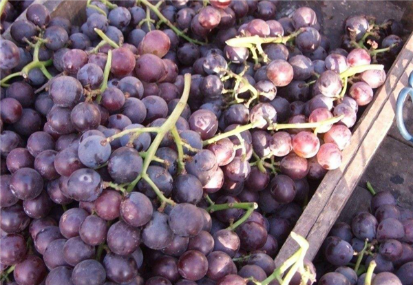 吃葡萄对皮肤的好处，吃葡萄是长期的护肤保养品