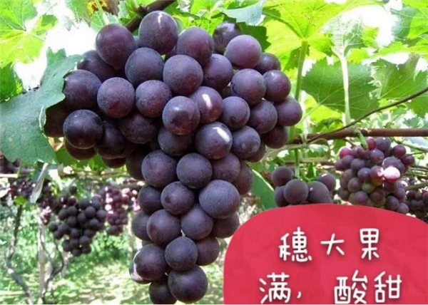 巨峰葡萄几月份成熟，巨峰葡萄7月成熟8月上市