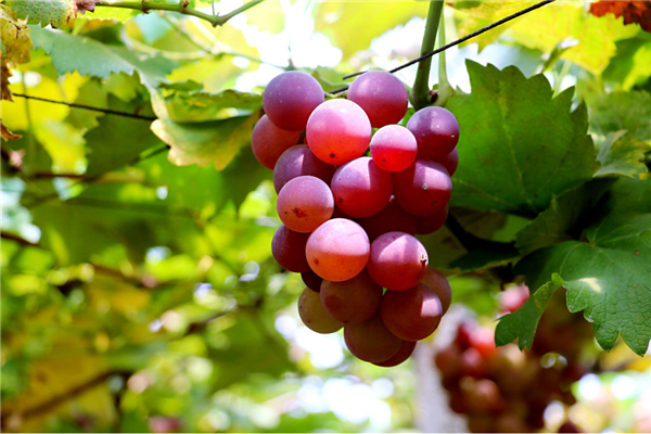 葡萄是几月份成熟，葡萄8月中旬成熟的最甜