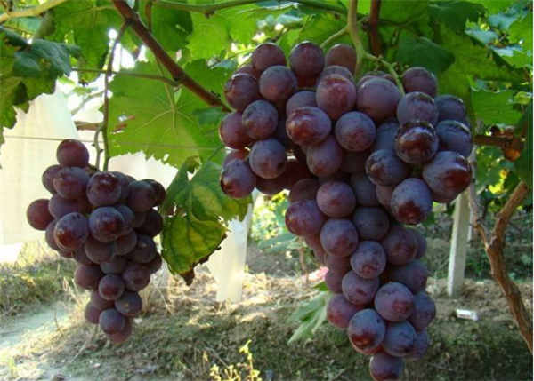 葡萄是几月份成熟，葡萄8月中旬成熟的最甜