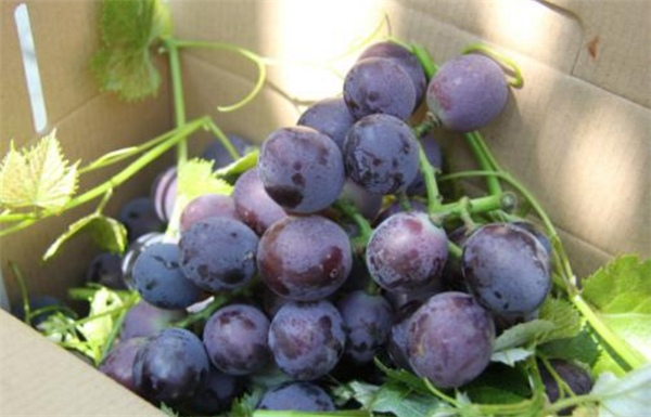 选购葡萄的方法大全，选购葡萄先看品种再看果粒间隙