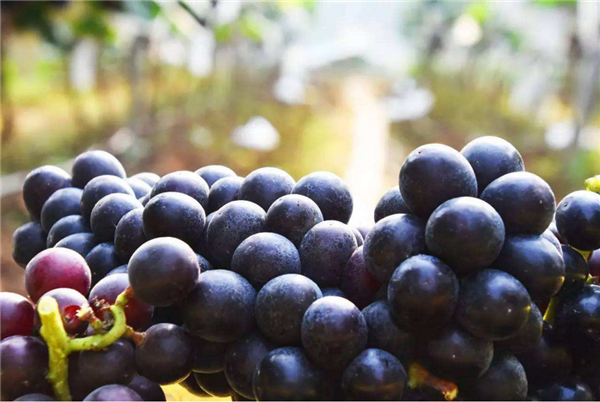 夏黑和巨峰葡萄哪个好吃 夏黑葡萄属于巨峰的后代