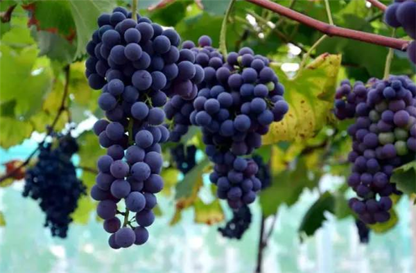 夏黑和巨峰葡萄哪个好吃 夏黑葡萄属于巨峰的后代