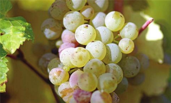 最贵的八种葡萄 你见过白葡萄品种吗