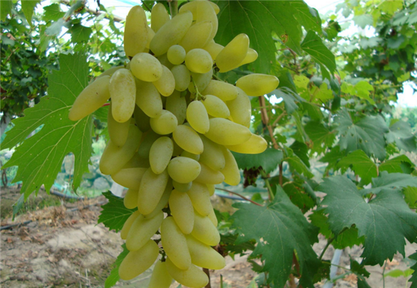 最贵的八种葡萄 你见过白葡萄品种吗