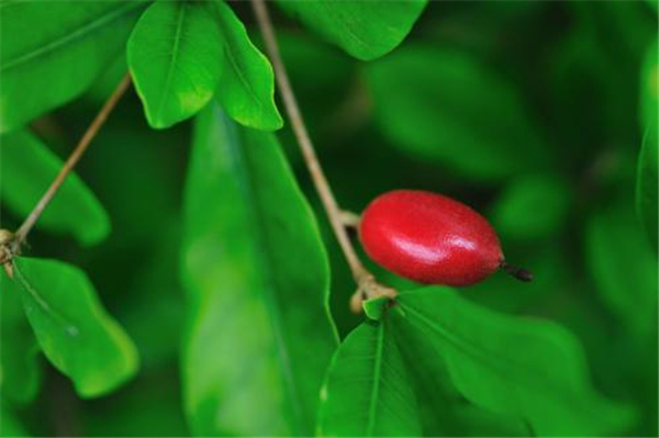 神秘果叶子需要晒干吗 神秘果叶泡茶的功效作用