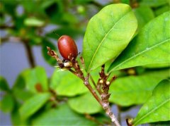 神秘果叶子需要晒干吗 神秘果叶泡茶的功效作用