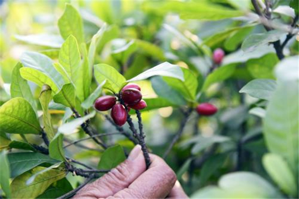 神秘果叶子需要晒干吗 神秘果叶泡茶的功效作用