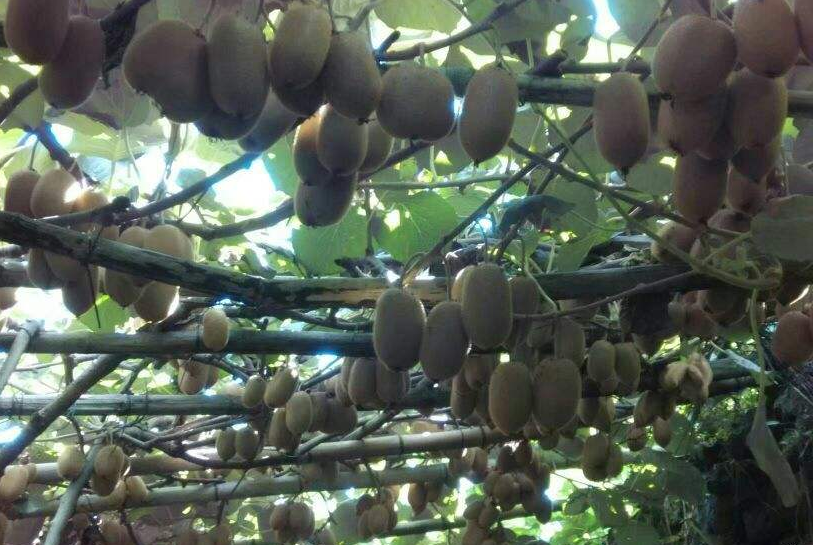 红心猕猴桃种植技术：喜光怕高温、土壤酸性