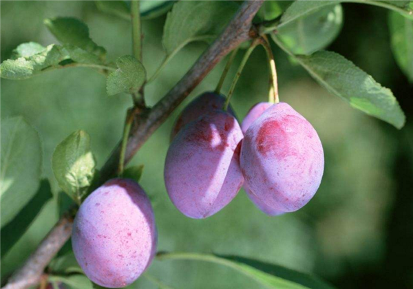 西梅是什么季节的水果 西梅的成熟季节是几月