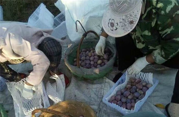 新疆西梅价格是多少 新疆喀什地区西梅价格32元一斤