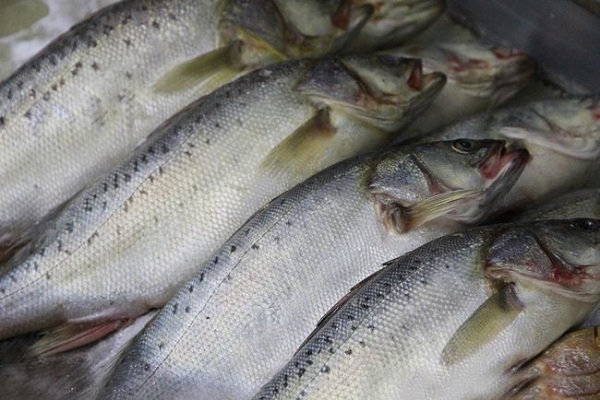 三文鱼价格多少钱一斤，超市最高卖到180元一斤