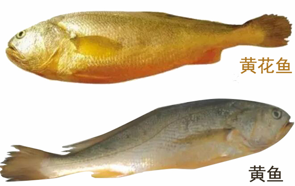 大黄鱼和黄花鱼的区别