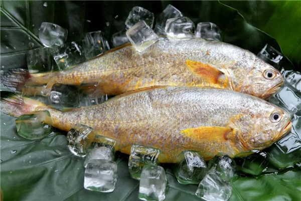 怎么挑选大黄鱼,区分海鱼与养殖鱼的三要素