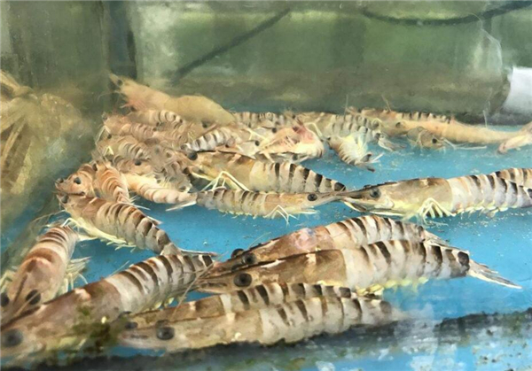 基围虾是海虾还是河虾，基围虾是养殖的海虾