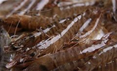 基围虾是海虾还是河虾，基围虾是养殖的海虾