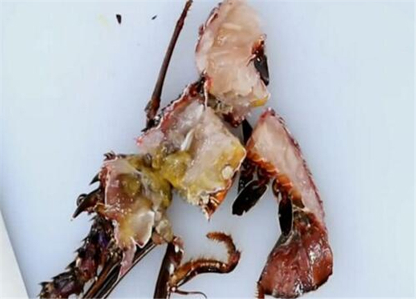 波士顿龙虾怎么杀图解，先放尿或用水煮10秒再杀