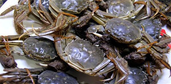 新鲜螃蟹的储存方法，螃蟹保湿是生存的一大因素