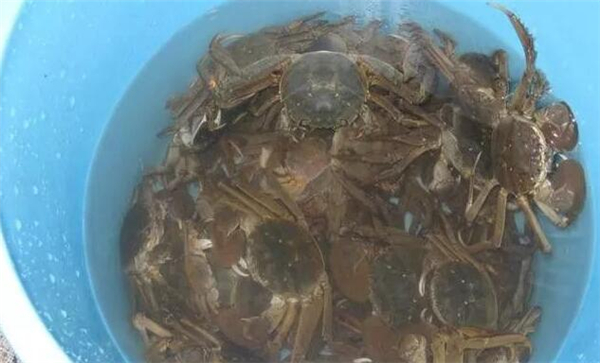 新鲜螃蟹的储存方法，螃蟹保湿是生存的一大因素