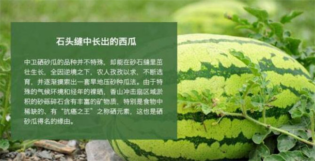 种西瓜什么品种好产量多，全国西瓜品种十大排行榜