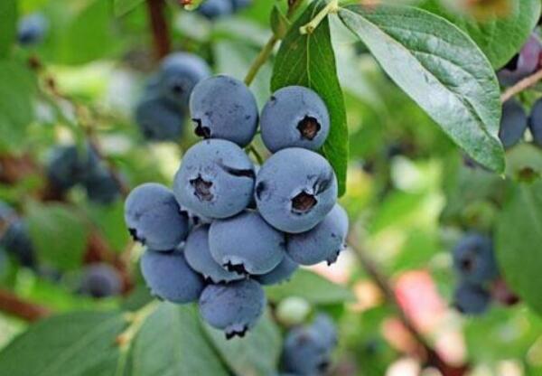 蓝莓什么品种好，蓝莓哪个品种最高甜度