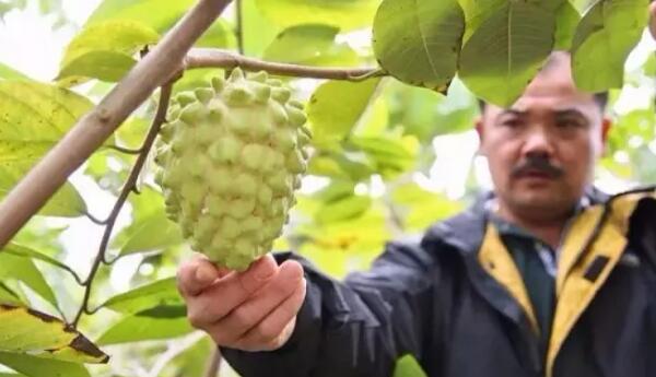 如何挑选释迦果，台湾释迦果怎么挑选，最简单的释迦果的挑选方法