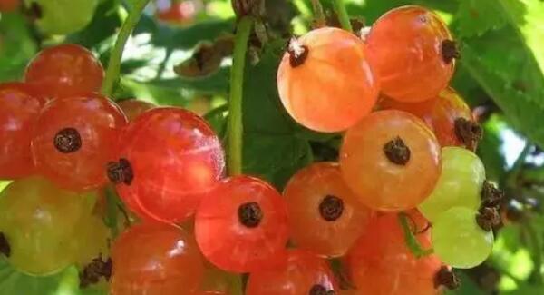 云南的热带水果有哪些图片及名称，10种独有的热带水果图片名称大全