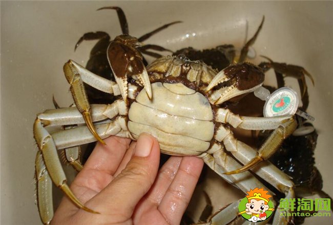 冷冻清蒸螃蟹如何清洗图解(可以用料酒吗)，清蒸螃蟹如何清洗内脏