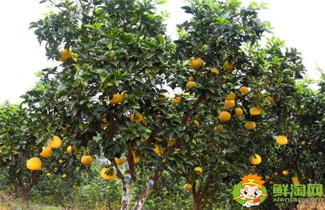 柚子在什么季节成熟最甜，不同柚子成熟的季节是几月（7种）
