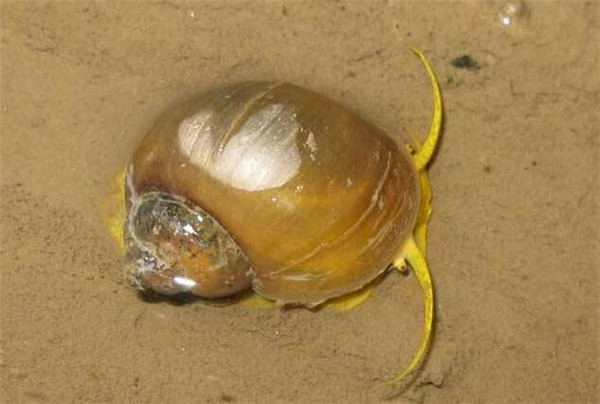 田螺怎么产卵，田螺和福寿螺的区别