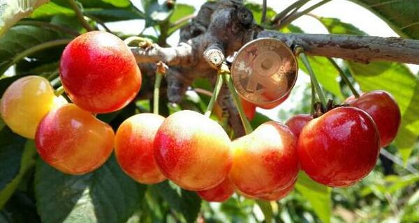 樱桃什么时候成熟季节，樱桃品种成熟时间排名(樱桃时间品种排名)