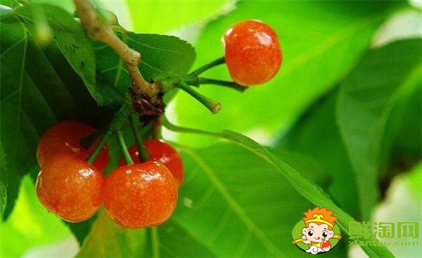 中国樱桃品种排名，中国本土樱桃品种那种最好