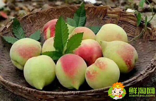 桃类水果有哪些品种，桃类水果品种大全名字图片