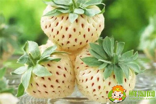 菠萝莓多少钱一斤，菠萝莓和白草莓的区别