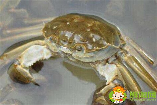 河蟹怎么保存时间长，河蟹怎么保存才不会死