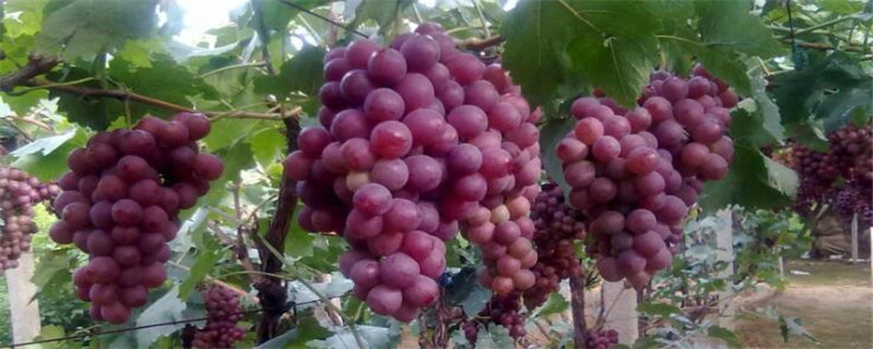 葡萄品种那种最好