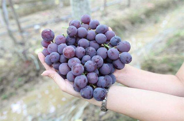 葡萄品种那种最好