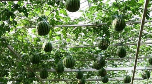 西瓜种植方法与时间 鲜淘网 西瓜种植方法与时间 鲜淘网