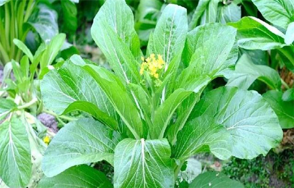 菜心的种植方法，要注意病虫害防治
