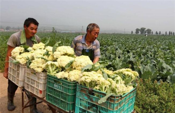 花椰菜的采收和保存方法，花椰菜低温冷藏贮藏时间长