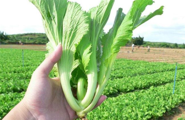 芥菜什么时候种植，芥菜种子怎么播种