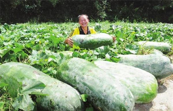 冬瓜不能与什么同吃,冬瓜和什么一起吃最好